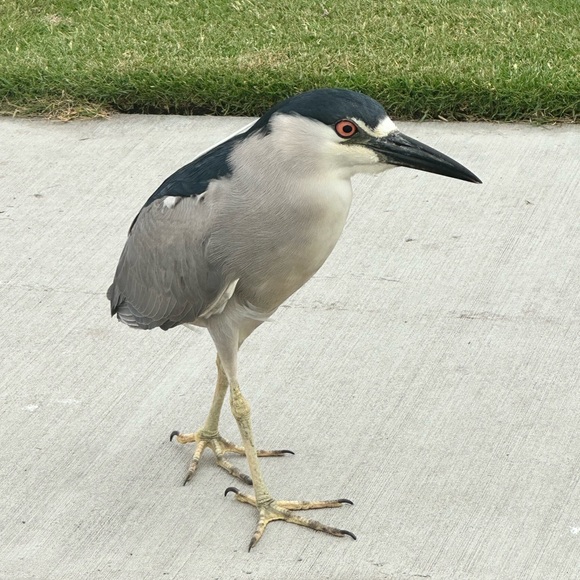 Meet your Posher, Jo - Picture 1 of 1